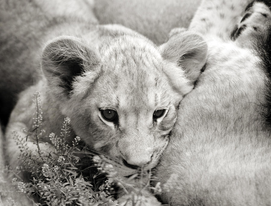 Lion Cub Photograph by Marilyn Hunt