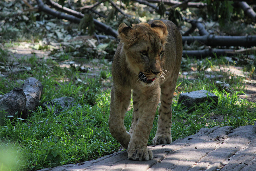 Lion Cub - Out for a stroll by Jake Danishevsky Lion Cub - Out for a stroll by Jake Danishevsky