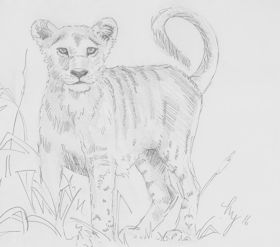 Lion Cub Pencil Drawing - I see something Drawing by Mike Jory