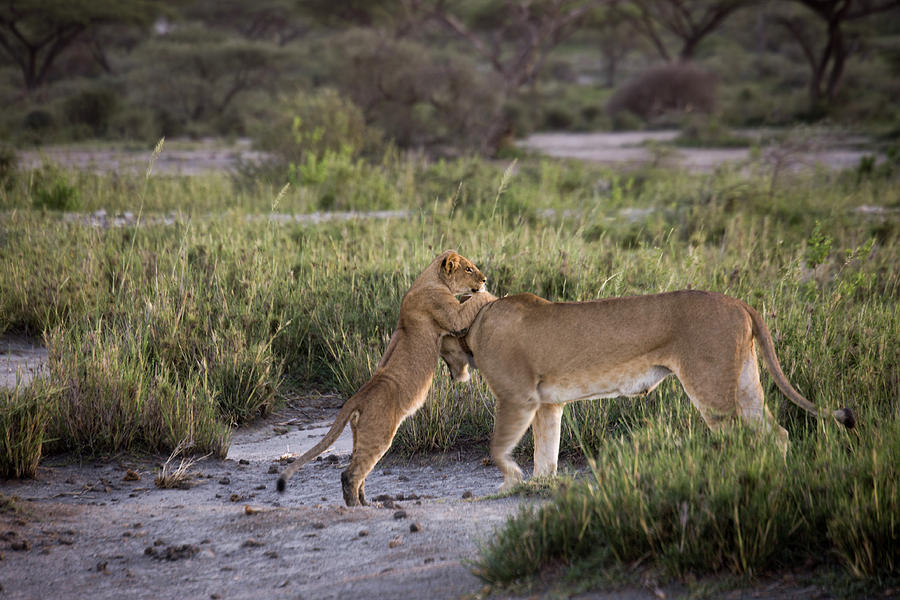 Lion cub playing with lioness on banks of Lake Masek, Serengeti, Photograph by Karen Foley