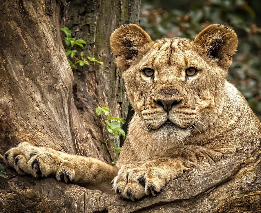 Lion Cub Portrait Photograph by Dave Zeller - Fine Art America