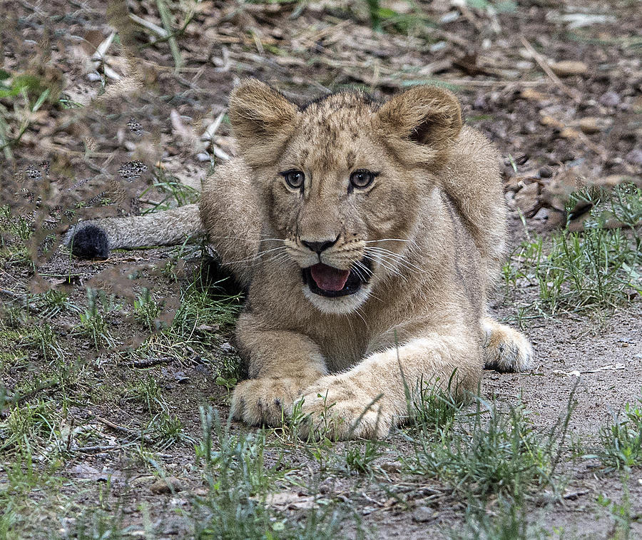 Lion Cub Portrait Photograph by William Bitman