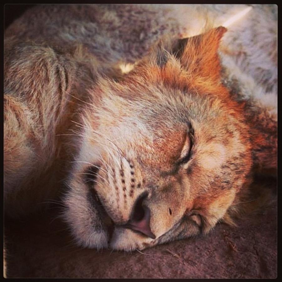 Animal Photograph - Lion Cub. Pretoria. South Africa by Mark Nowoslawski