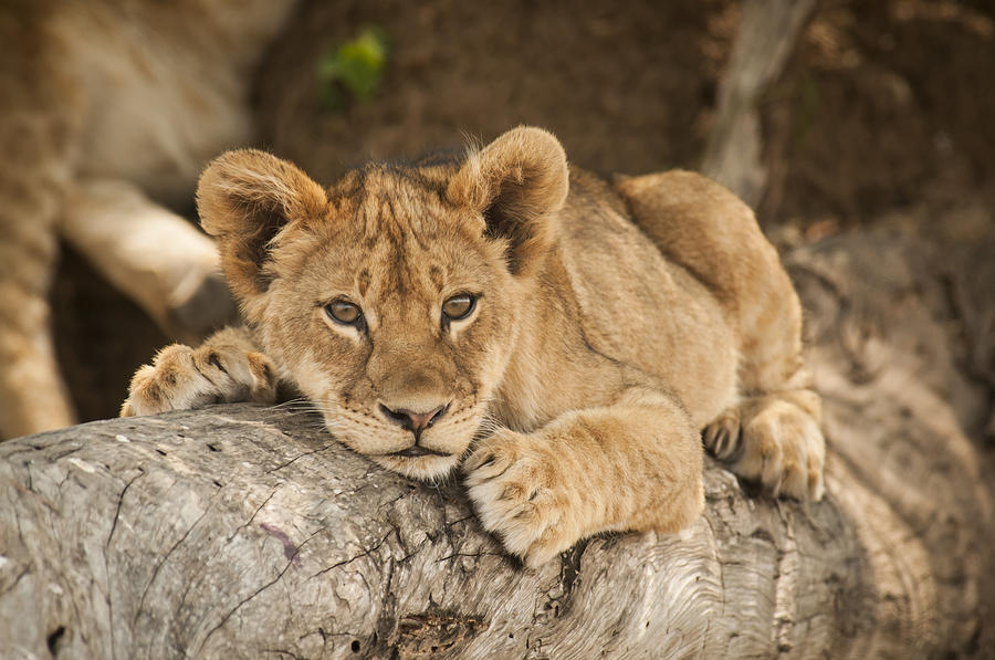 Lion Cub Resting on Tree Branch Photograph by Sharon Haeger - Fine Art ...