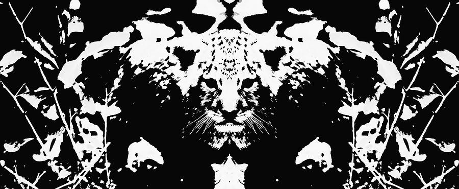 Lion Cub Rorschach 2 Photograph by Max Waugh
