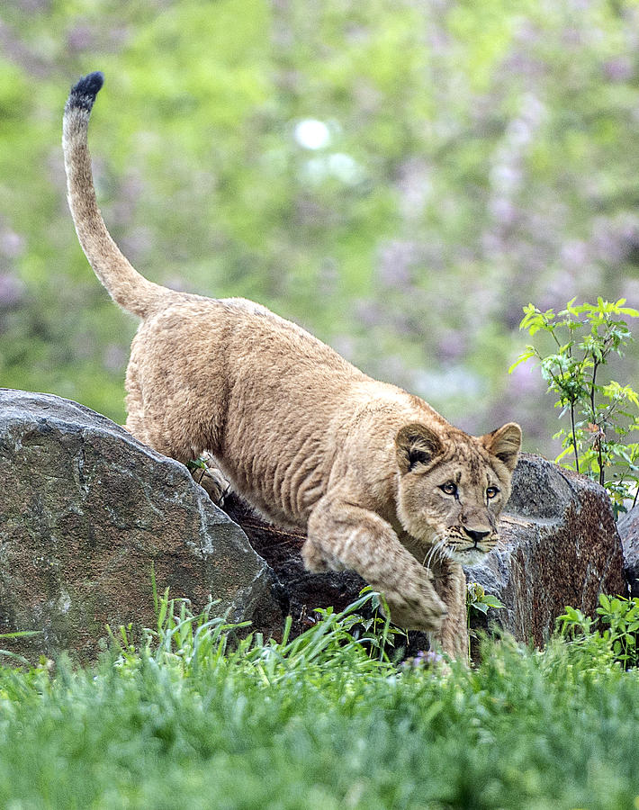 Lion Cub Running Over Rocks Photograph by William Bitman