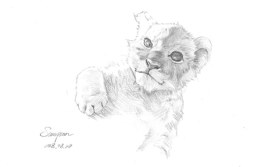Buy Digital Download Pencil Drawing of a Lion Cub Artwork by UK Artist Gary  Tymon Instant Download Online in India - Etsy