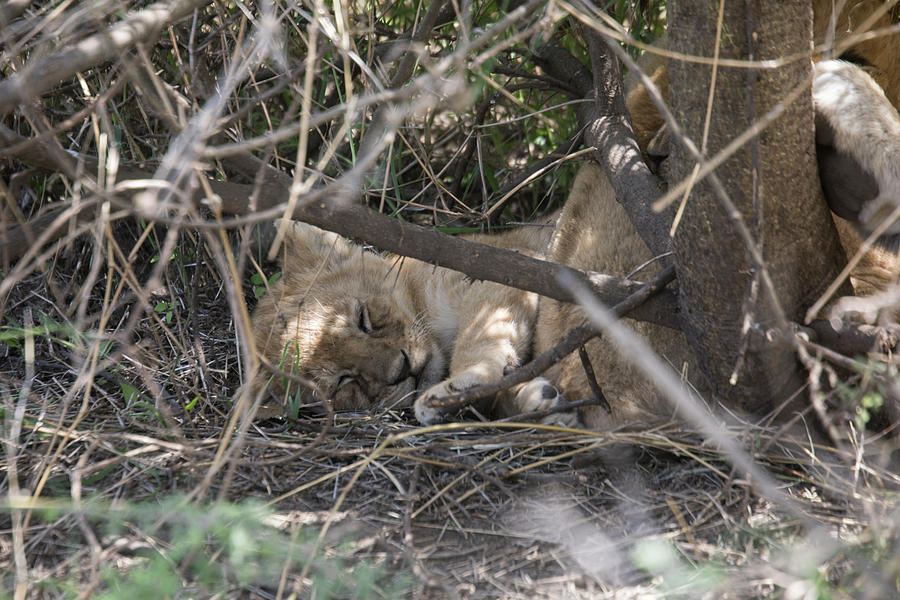 Lion cub sleeping in bush, Serengeti, Tanzania Photograph by Karen Foley