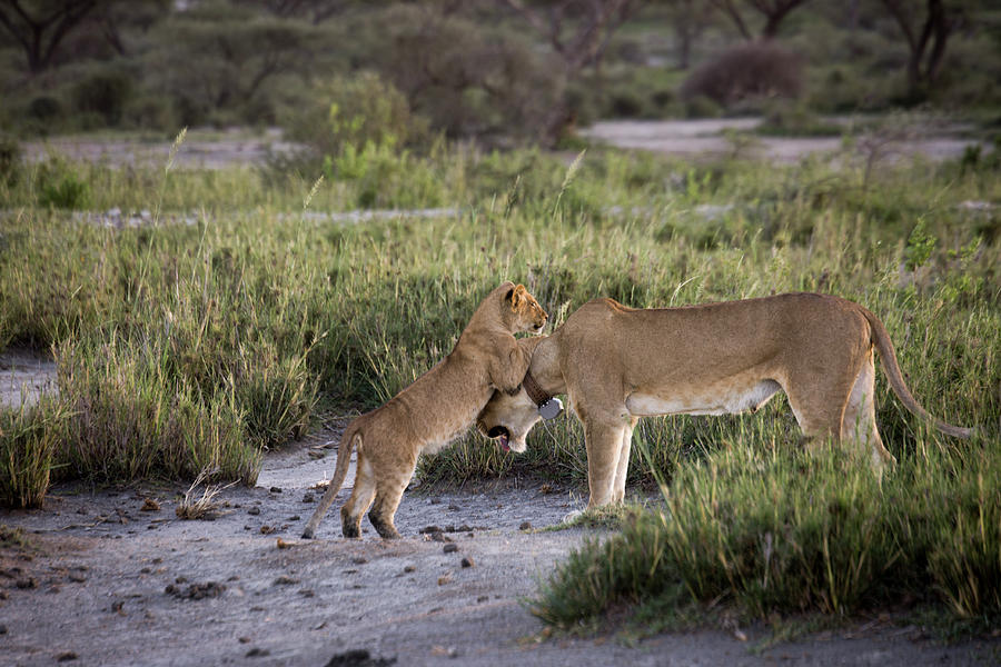 Lion cub with lioness on banks of Lake Masek, Serengeti, Tanzani Photograph by Karen Foley