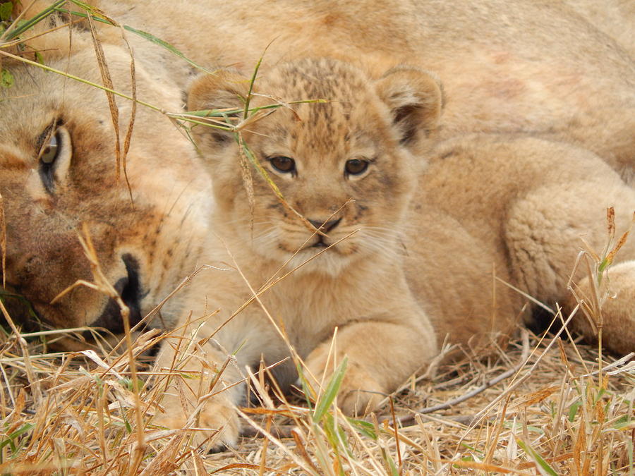 Lion Cub with mom watching Photograph by Patrick Murphy