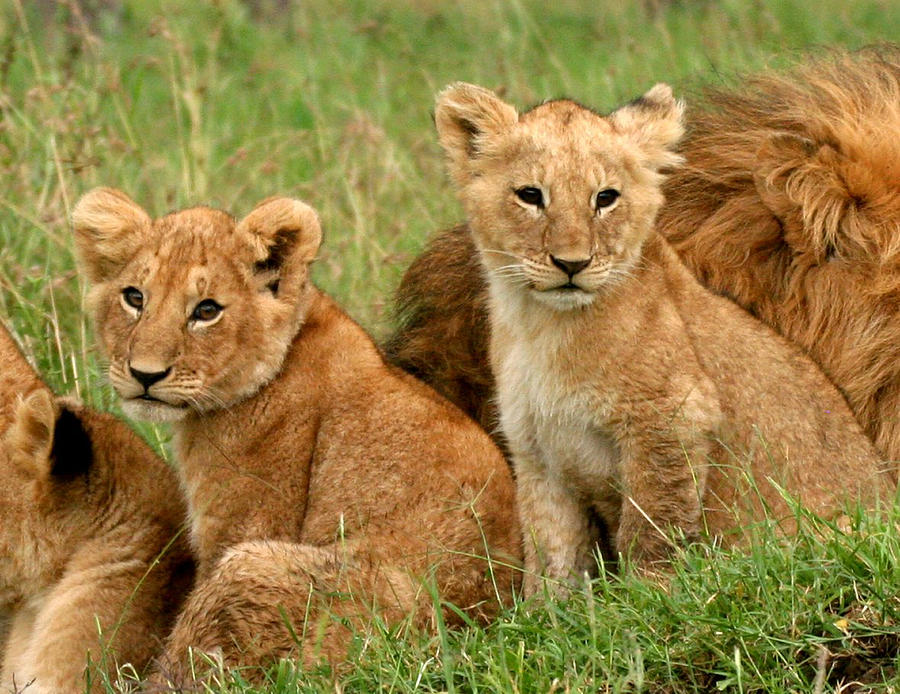 Lion Photograph - Lion Cubs - Too Cute by Nancy D Hall