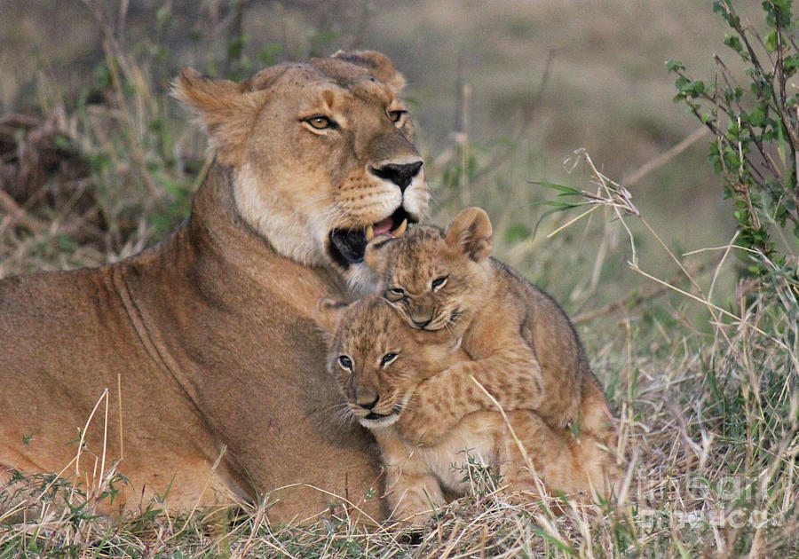african lion cubs with mother