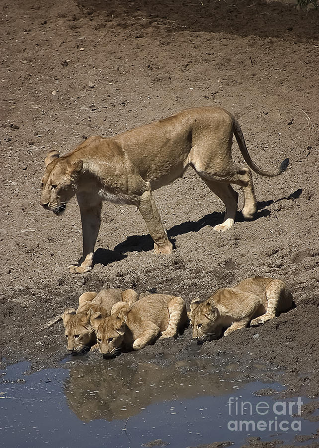 Lion Cubs and Mom Get a Drink Photograph by Darcy Michaelchuk