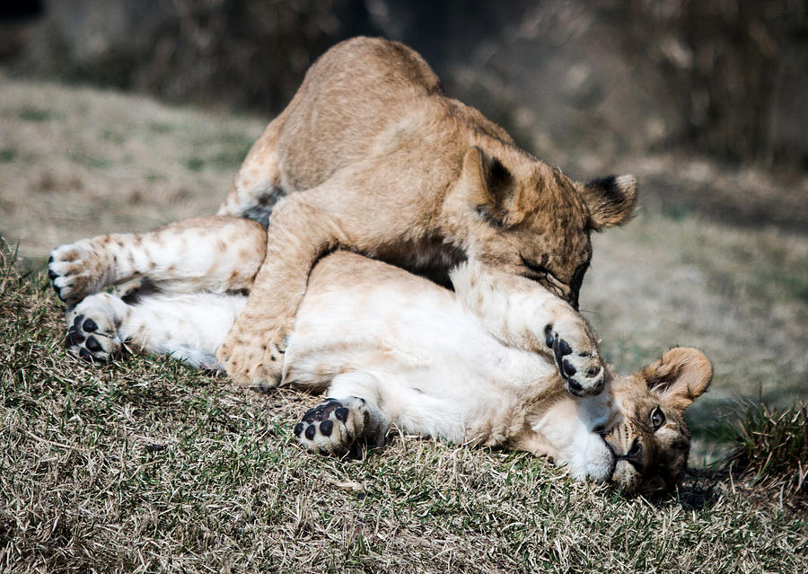 Lion Cubs at Play Photograph by Cathy Donohoue