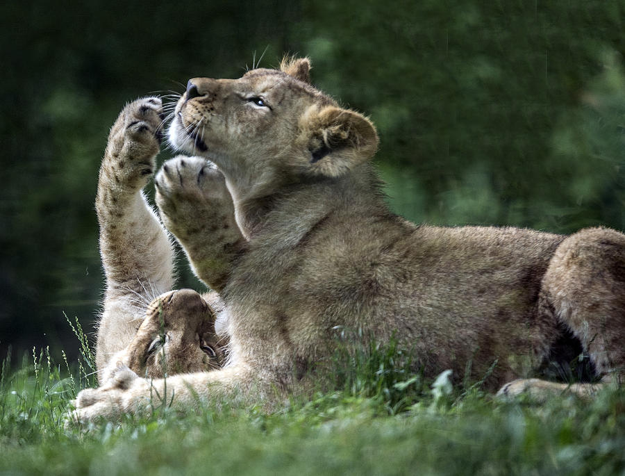 Lion Cubs At Play Photograph by William Bitman