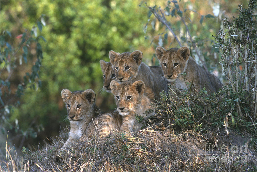 Lion Cubs Awaiting Mom Photograph by Sandra Bronstein