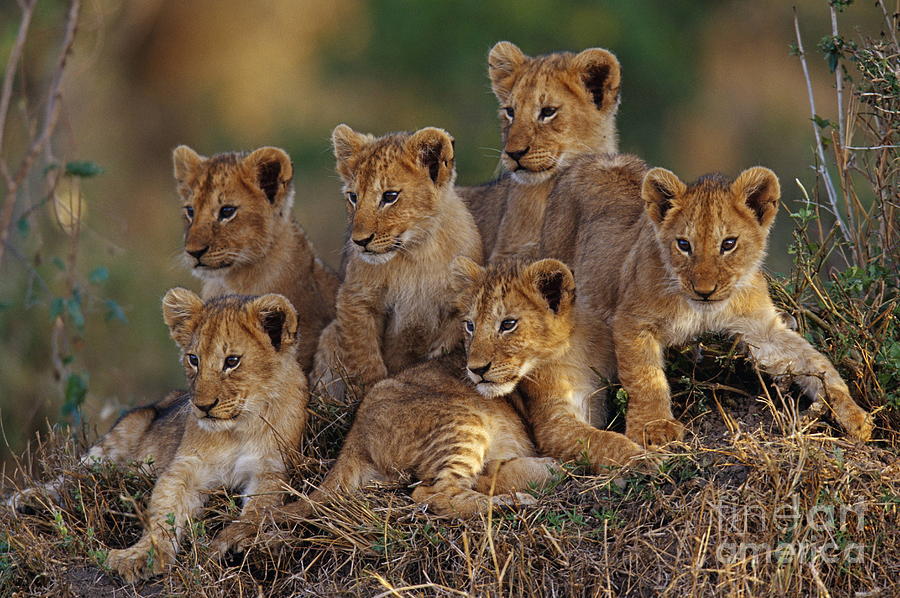 Lion Cubs Photograph by Joe McDonald and Photo Researchers