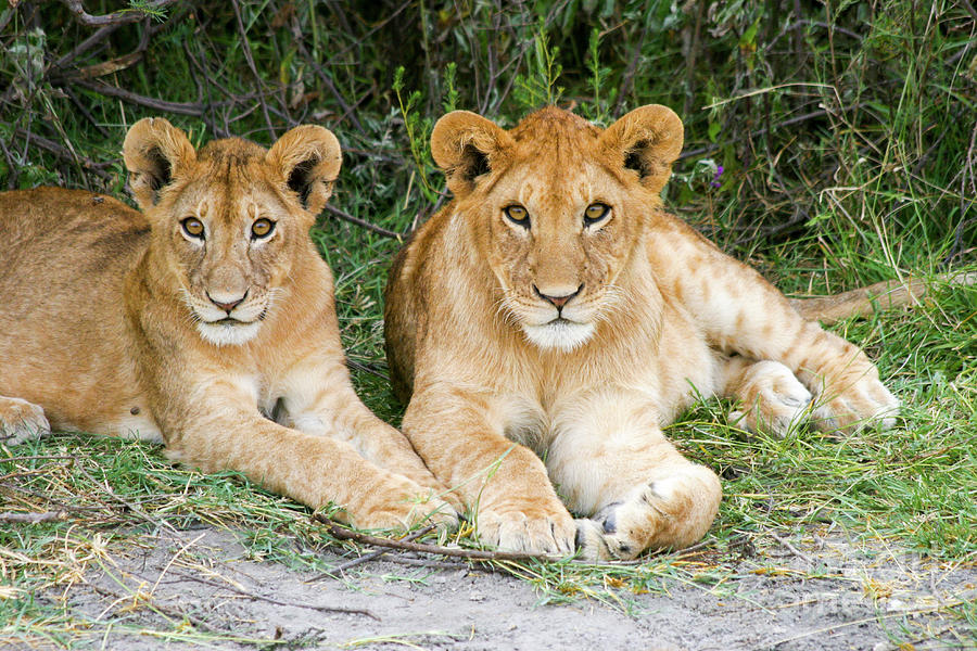 Lion cubs Panthera leo Photograph by Gilad Flesch