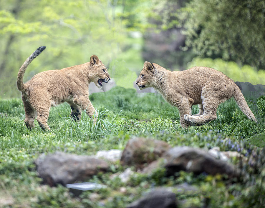Lion Cubs Running Toward Each Other Photograph by William Bitman