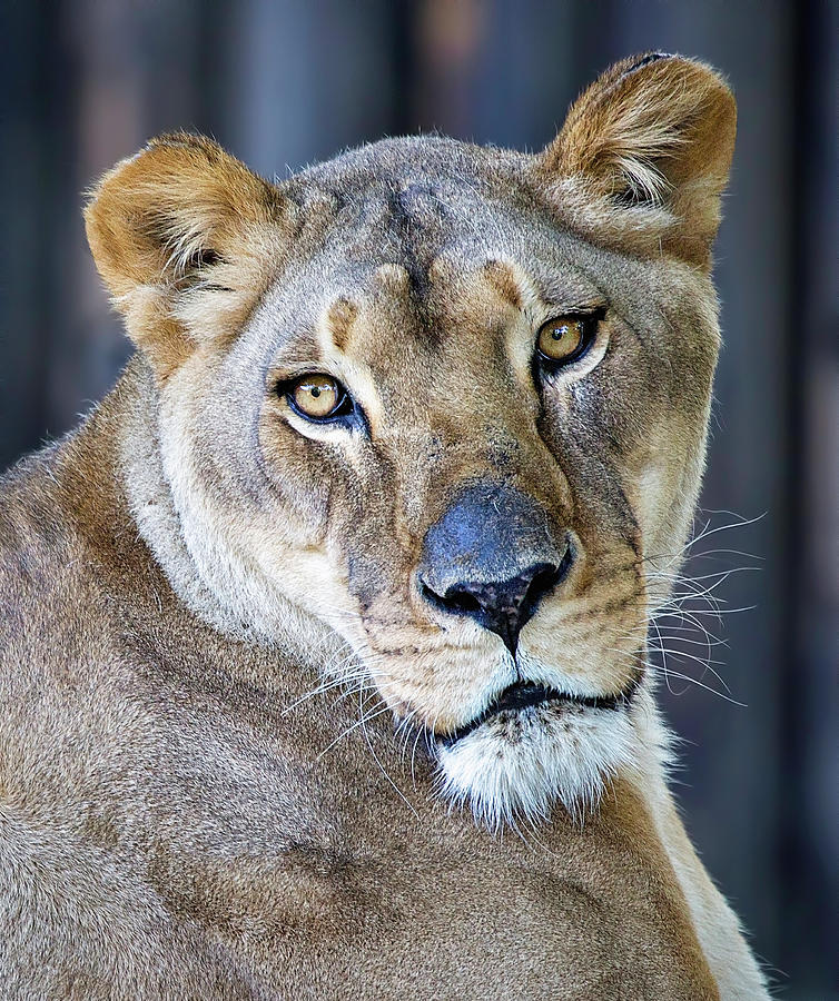 Lion Photograph by Deborah Penland
