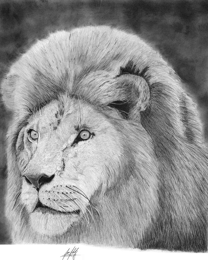 Lion King Drawing by James Schultz - Fine Art America