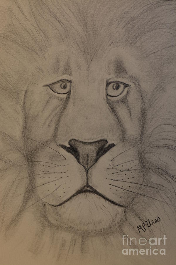 Lion Drawing Drawing by Maria Urso