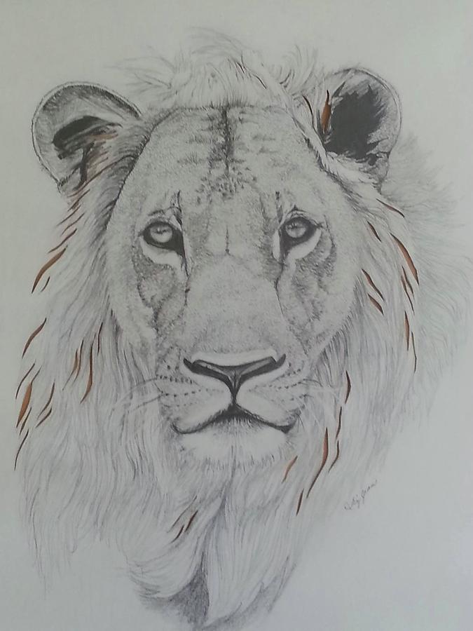 Lion Drawing