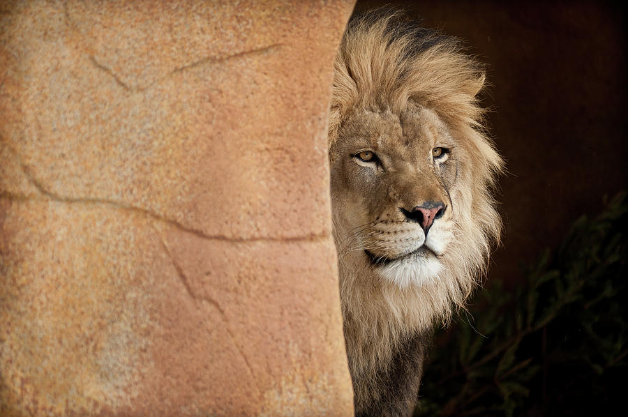 Chicago Photograph - Lion Emerging    captive by Steve Gadomski