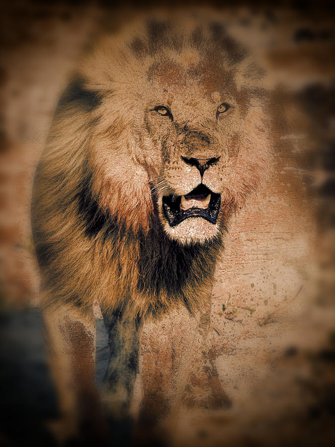 Lion- Encounter with the Big 5 Series Digital Art by Sue Masterson