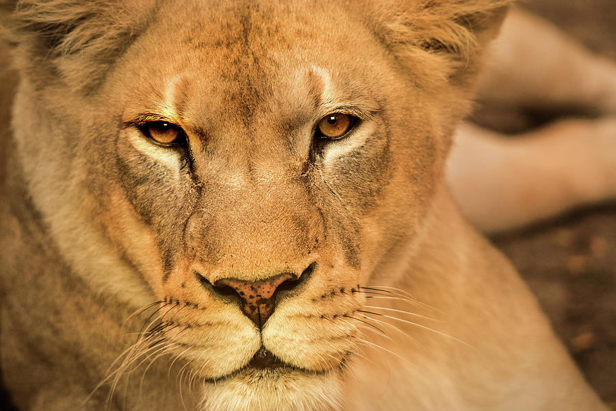 Lion Eyes Photograph by Don Johnson
