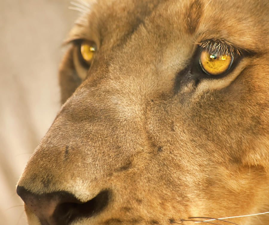 Lion Photograph - Lion Face by Carolyn Marshall