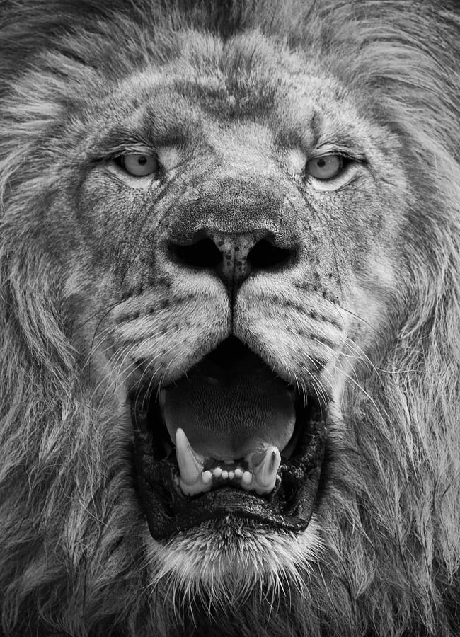 Lion Face Photograph - Lion Face by Ken Barrett