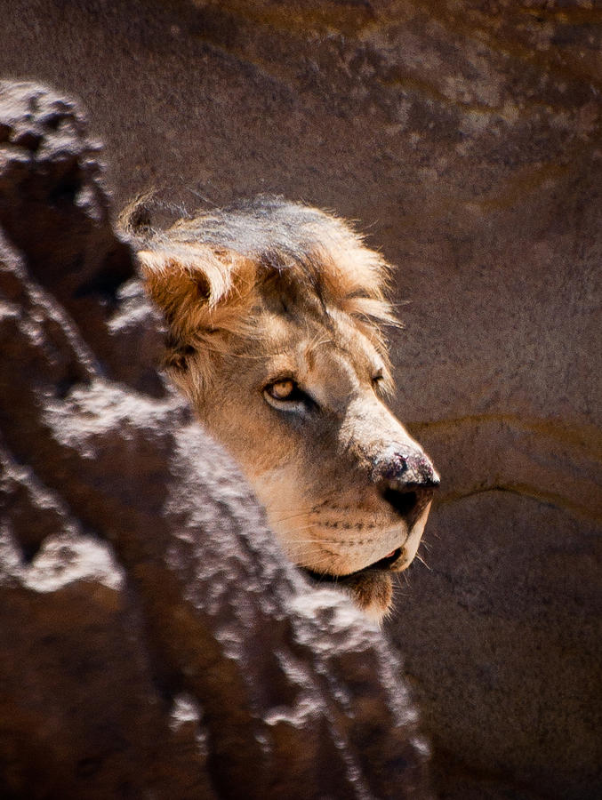 Lion Face Photograph by Kevin Munro