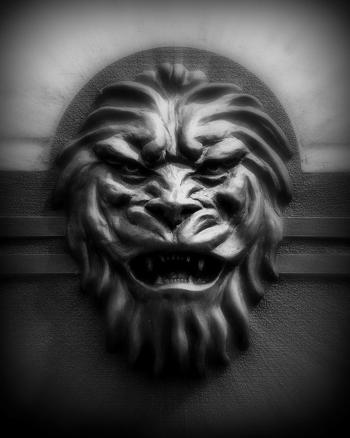Lion Face Photograph by Perry Webster