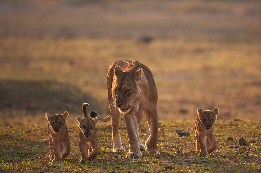Nature Photograph - Lion family by Johan Elzenga