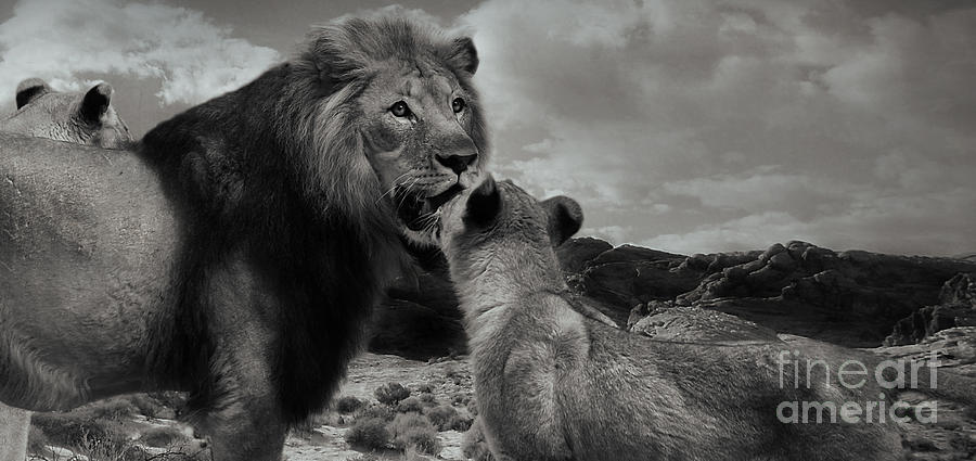 Lion family Panorama Photograph by Christine Sponchia