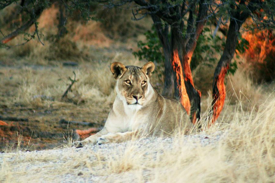Lion Photograph - Lion Fire by Jennie ML Ossentjuk