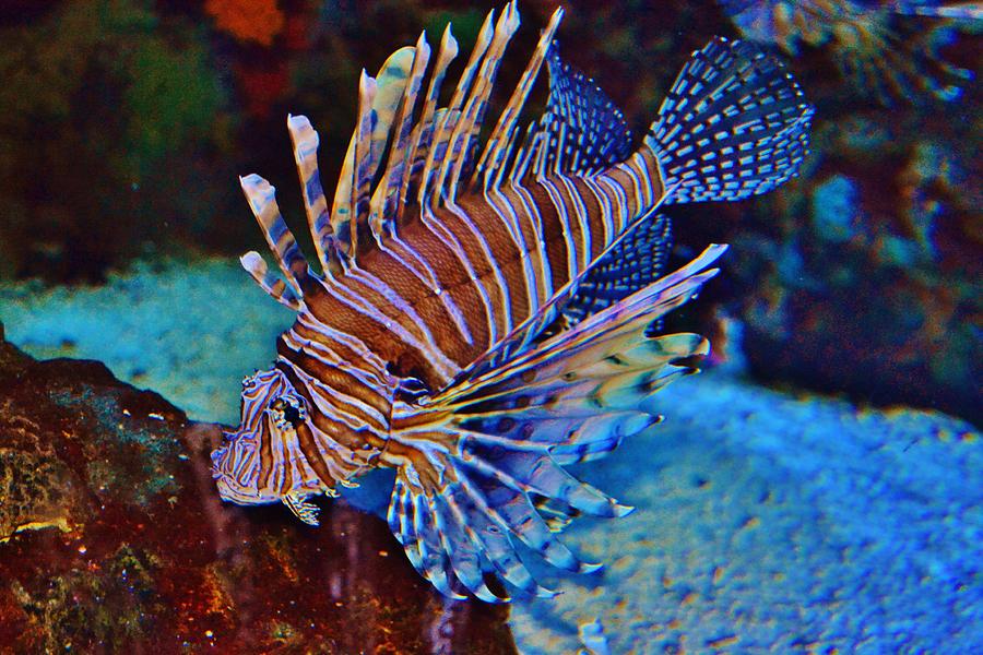 Lion Fish 2 Photograph by Eileen Brymer