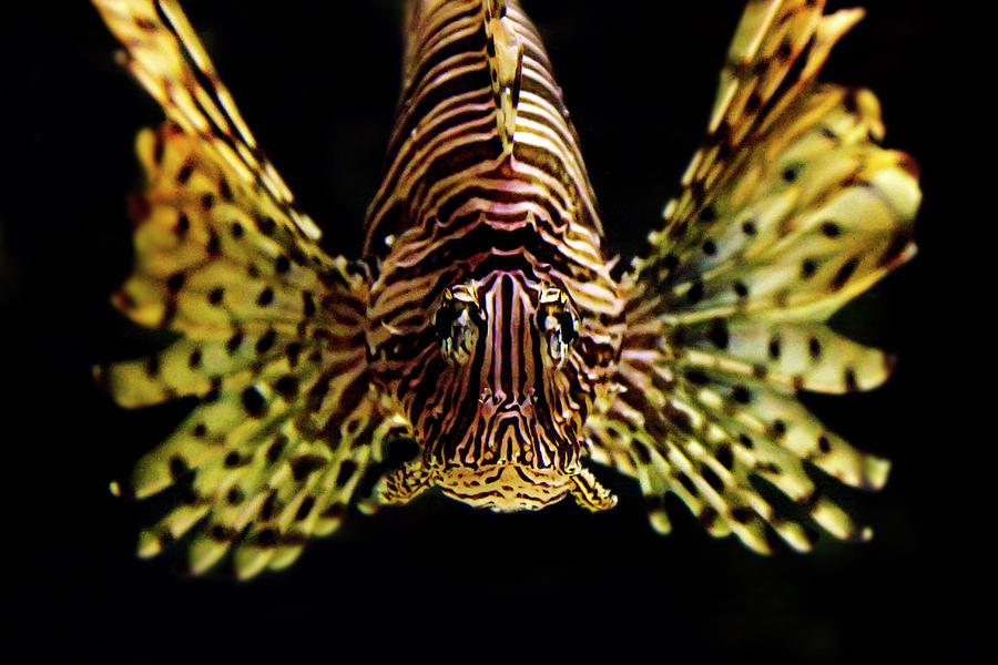 Fish Photograph - Lion Fish 3 by Janet Fikar