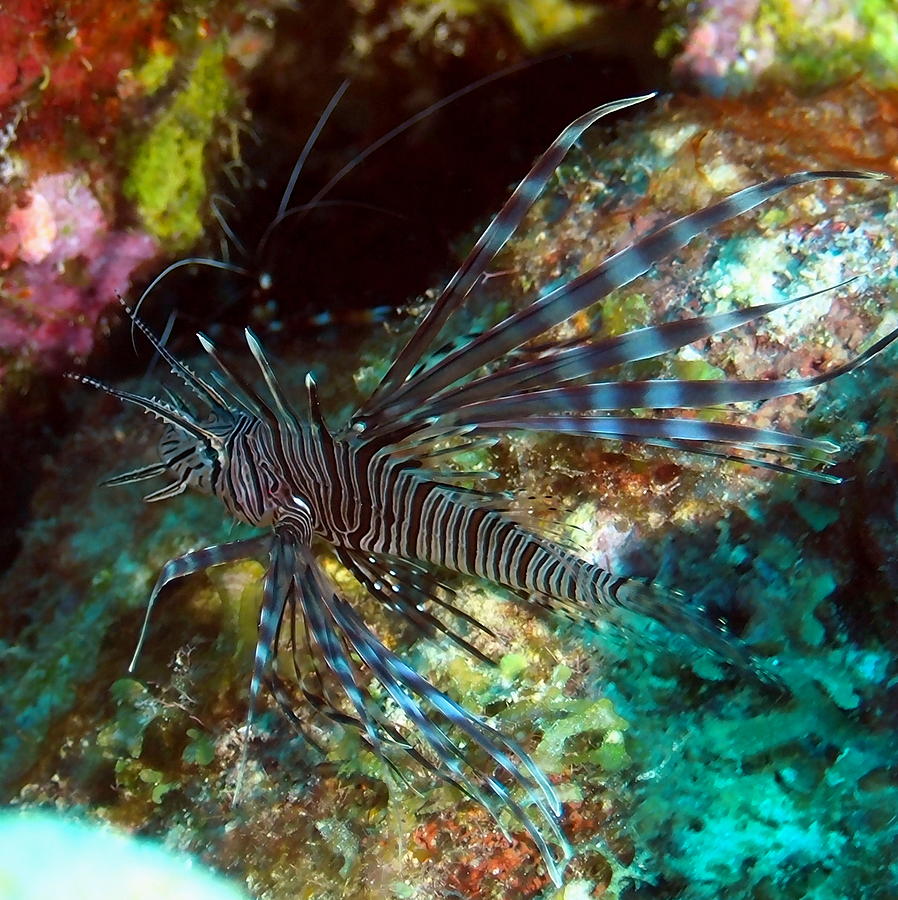 Lion Fish along the Coral Reef Photograph by Amy McDaniel