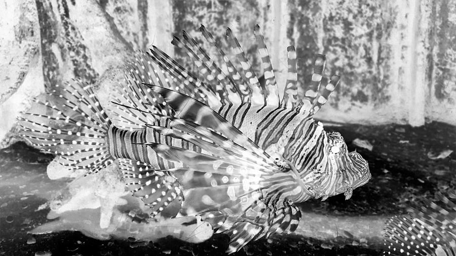 Lion Fish B W Negative Photograph by Rob Hans