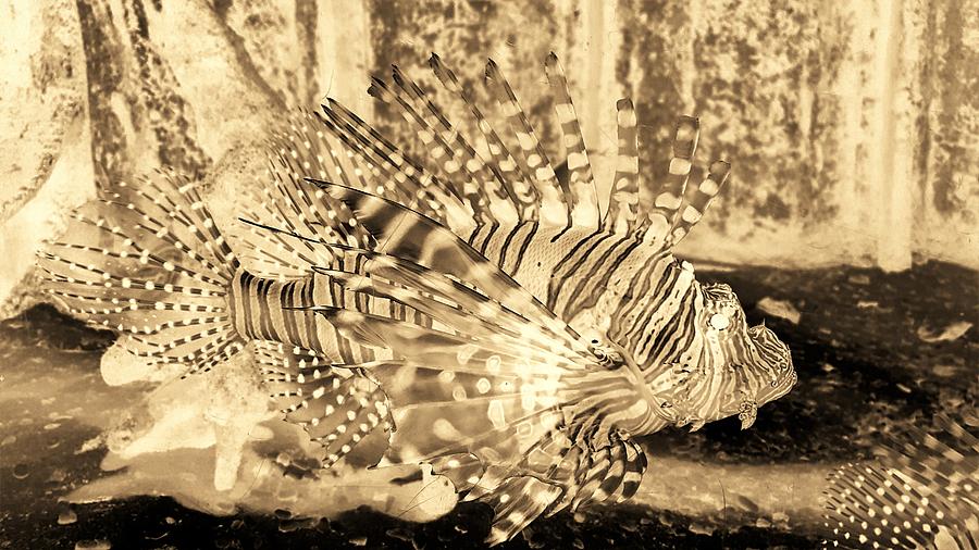 Lion Fish Sepia Negative Photograph by Rob Hans