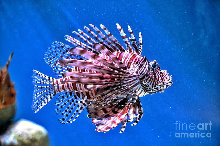 Fish Photograph - Lion Fish by SoxyGal Photography