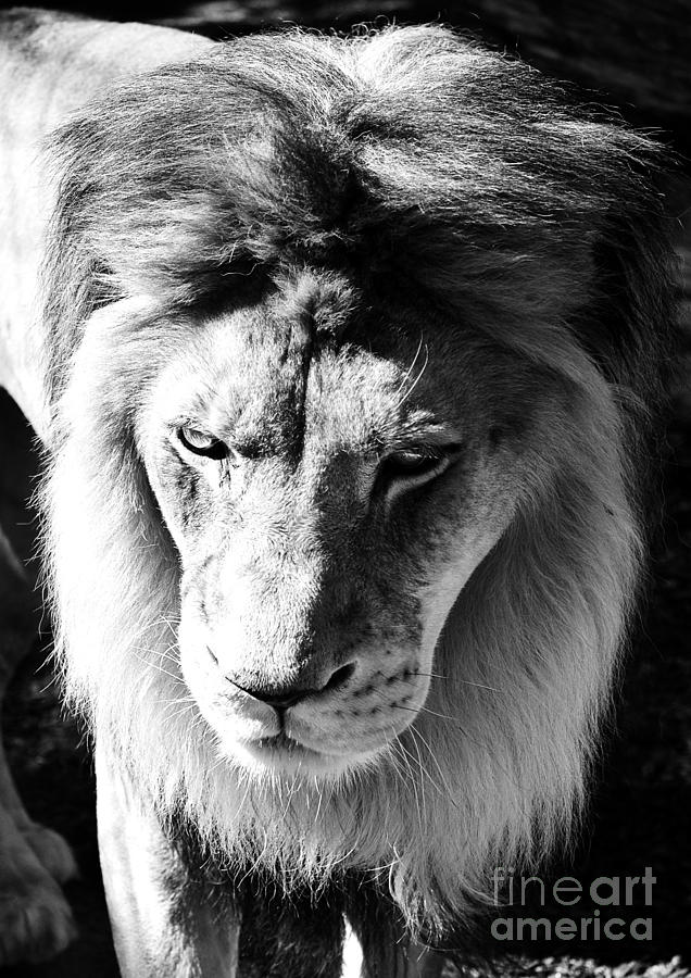 Lion Head Face Eyes Mane Front View Black and White Photograph by Shawn OBrien