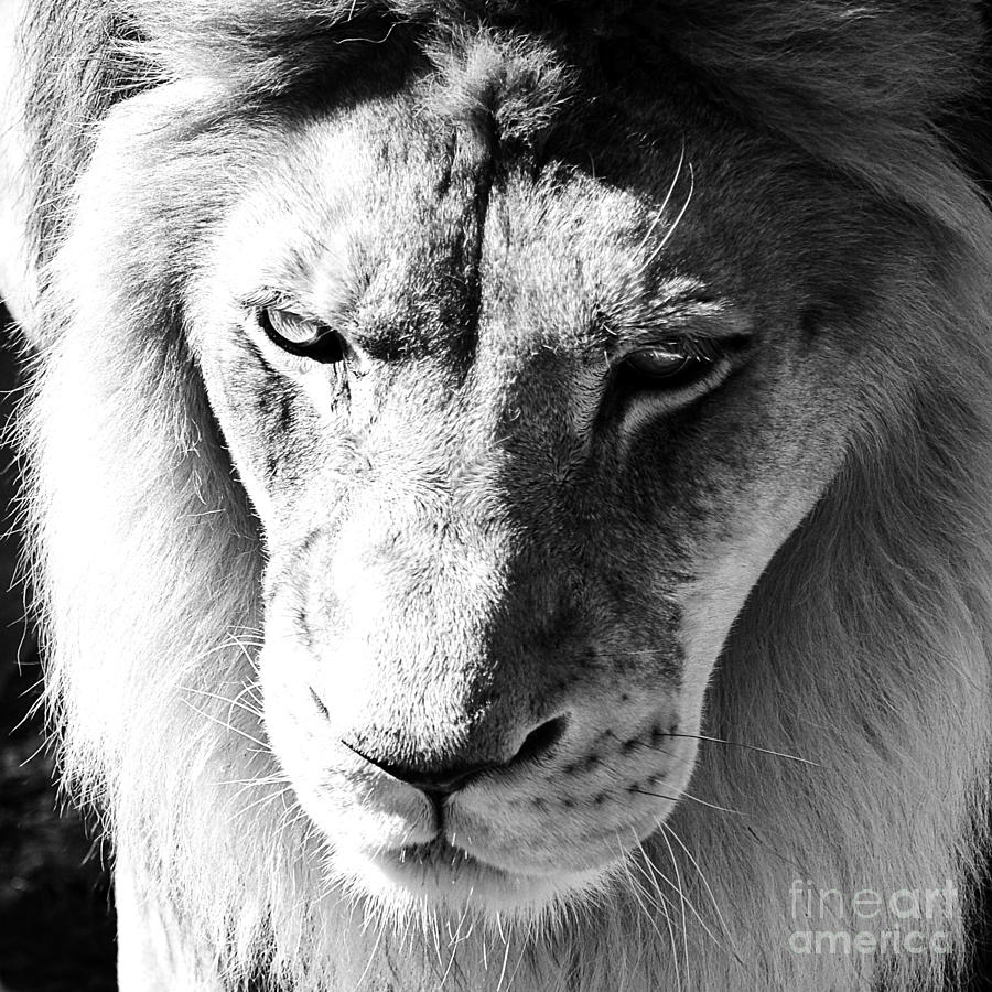 Lion Head Face Eyes Mane Front View Macro Close Up Black and White Photograph by Shawn OBrien