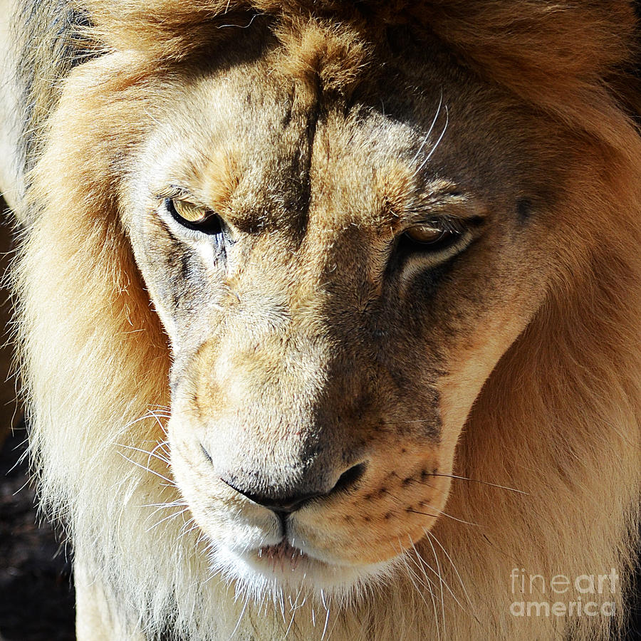 Lion Head Face Eyes Mane Front View Macro Close Up Photograph by Shawn OBrien