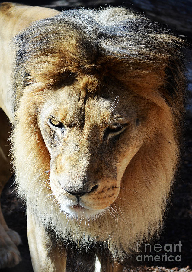 Lion Head Face Eyes Mane Front View Photograph by Shawn OBrien