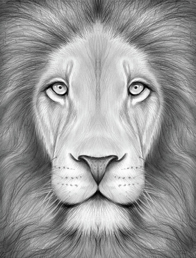 Lion Head Drawing by Greg Joens