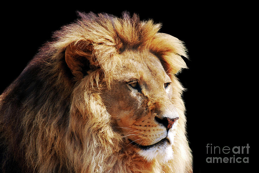 lion head side profile