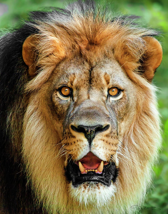Lion Head Portrait Photograph by Dan Barba